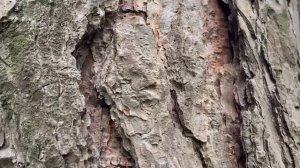 приход белки