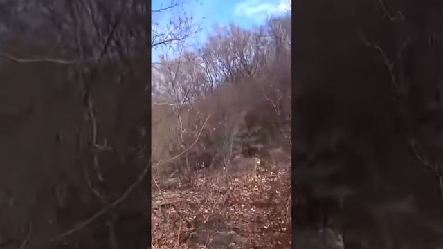 охота на кабана с лайкой. кабан пошел в загоне #охотавроссии #кабан #охота #россия #охотанакабана