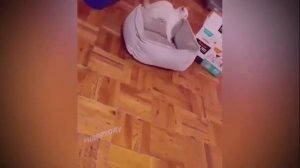 Котовасия 1 2021!СМЕШНЫЕ КОШКИ 2021 И ДРУГИЕ ЖИВОТНЫЕ! РЖАЧ!