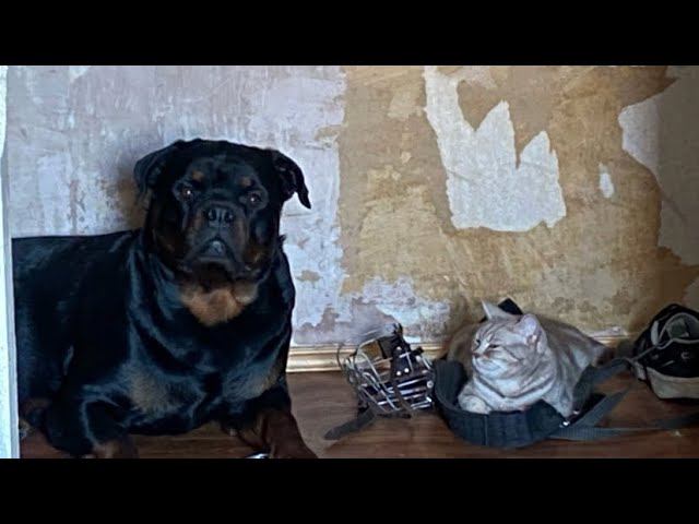 VLOG 16 | Хаски-центр | Практика от колледжа | сижу с детьми