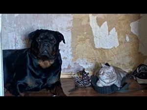 VLOG 16 | Хаски-центр | Практика от колледжа | сижу с детьми