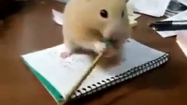 хомя