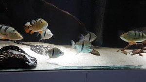 Cichla Monoculus/ Potamotrygon Leopoldi BD/ Myleus Schomburgkii/ Gourami