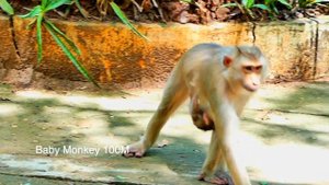 5 IN 1 clip...Little baby monkey MOKEN so brave that take milk box from his mom MOKA like that.