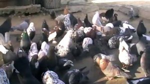 Николаевские голуби