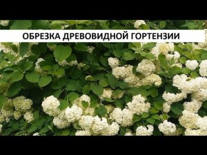 Обрезка древовидной гортензии.