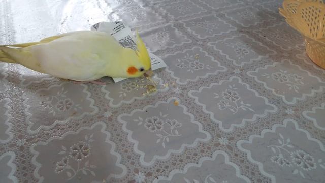 Корелла кушает желток.