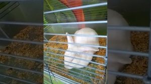 На выставке кроликов!!!!!