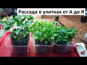 Рассада в улитках от А до Я.
