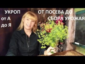Укроп в природном земледелии.