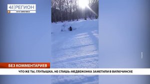 МЕДВЕЖОНКА ЗАМЕТИЛИ В ВИЛЮЧИНСКЕ • БЕЗ КОММЕНТАРИЕВ