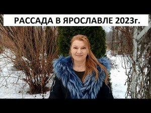 Рассада в Ярославле 2023г.