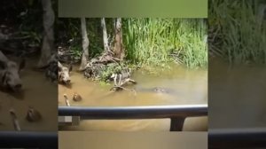 КРОКОДИЛ напал на  КАБАНА