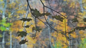 утро окнами на восток
Поёт Виктор Смирнов
Стихи  Людмила Мигунова