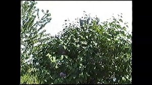 с.Осокоровка.Архивные видео прошлых лет, из села которого больше НЕТ!!! Часть 1