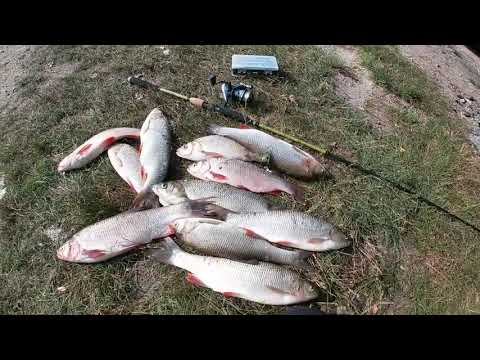 БЕШЕНЫЙ КЛЕВ!РЫБАЛКА В ЗАБРОДНИКАХ! смотреть онлайн