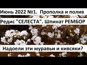 Июнь 2022. серия №1. Прополка и полив в природном земледелии.