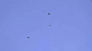 Николаевские голуби Донецка 20.10.2012г.