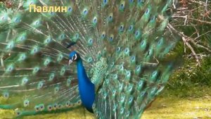 Диафильм Мохнатая азбука 1964 extended version