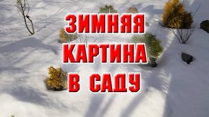 Зимняя картина в саду