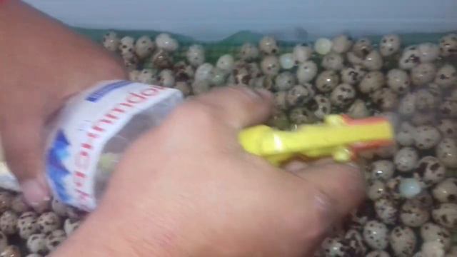 Увеличиваем поголовье!!!Не обычная инкубация из-за жары!!!