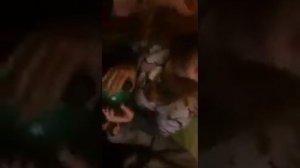 Самки просят на клык