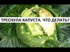 Треснула капуста. Что делать?