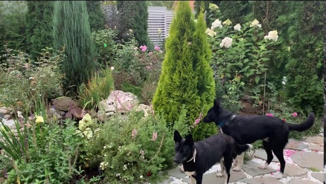 🌲Туя западная ‘Голден Смарагд’⭐️Обзор✨Thuja occidentalis ‘Golden Smaragd’