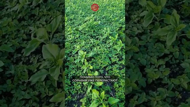 🌻Действие гербицидов-1 #limagrain #селекция #подсолнечник #посевы #гибриды #гербициды #опытывполе