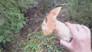 Грибы в ассортименте вёдрами.