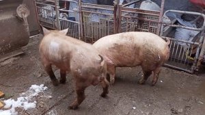 свинка в охоте первый день