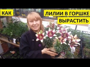 Лилии в горшке. Как вырастить?