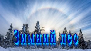 «ЗИМНИЙ ЛЕС»