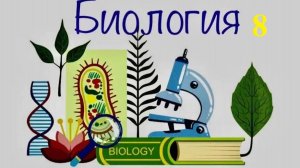 8 класс_Б_15.01_33_Головоногие моллюски