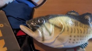 Glitchy Billy Bass [low battery]