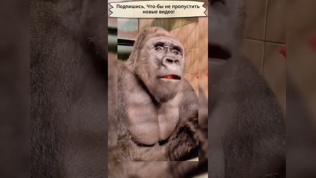 Приколы с обезьянами