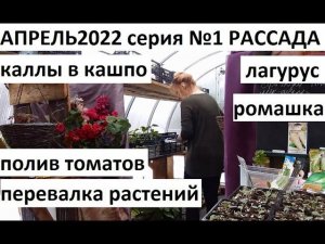 Апрель 2022 серия №1. Вытянулась капуста. Каллы в кашпо. Полив рассады томатов........
