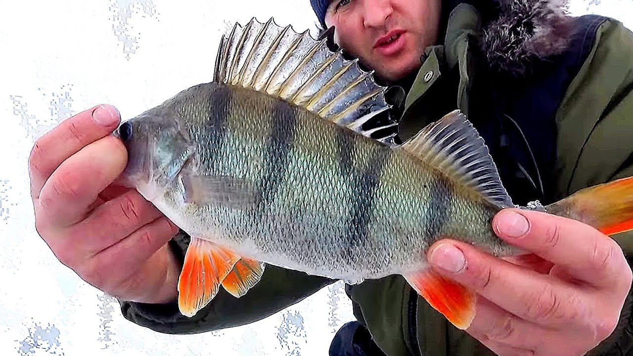 ТАКИХ КАБАНОВ Я ЕЩЕ НЕ ЛОВИЛ!РЫБАЛКА НА ОКУНЯ!НАЧАЛСЯ ВЕСЕННИЙ ЖОР! РЫБАЛКА В МАРТЕ смотреть онлайн