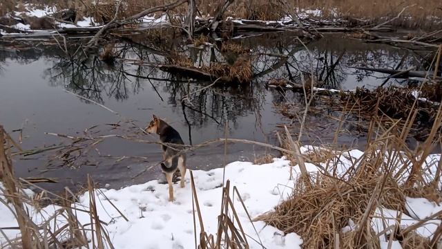 Тина на речке зимой