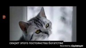 whiskas реклама 2010