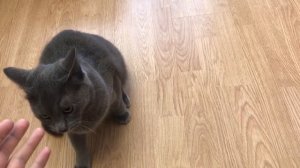 Спустя год... Мой кот породы Русская голубая кошка