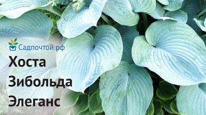 Хоста Зибольда Элеганс, Hosta Sieboldiana Elegans, Питомник Садпочтой.рф #садпочтой