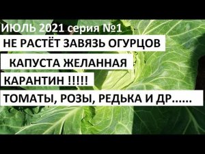 Июль 2021 серия №1. Почему замерли завязи огурцов. Уход за томатами и много др.
