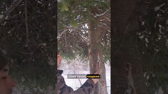 Необычное дерево!!!🌲