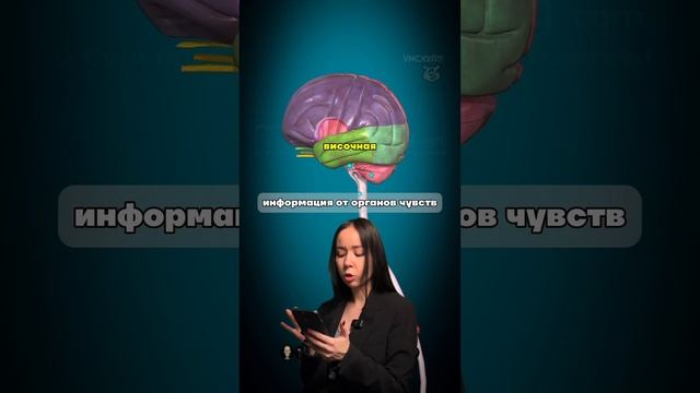 доли мозга #биологияегэ #биология #жаннаказанская #умскул