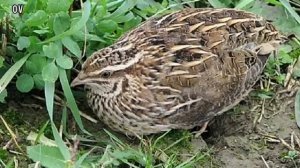 Bedana sayrashi/Quail's singing/ ウズラを歌う/пения перепела/Бедана please watch other videos