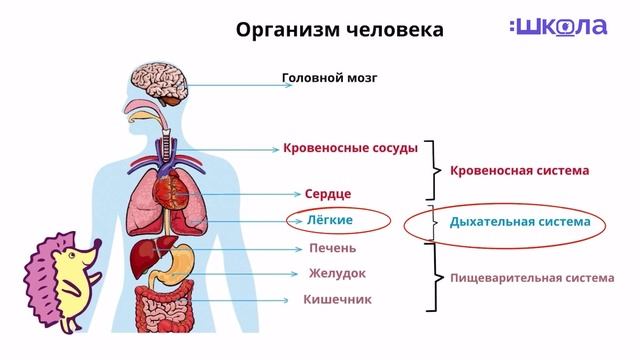 Организм человека