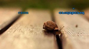 Өзіңді аңсап караоке Альбина Шардарова