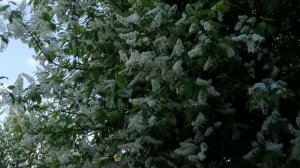 Расцвела черемуха под моим окном.