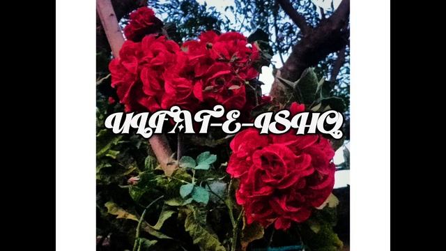 Ulfat-e-ishq | V!be/Dai-shi | Audio
